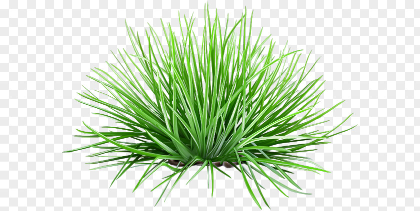 Vetiver Commodity Wheatgrass Sweet Grass Chrysopogon PNG