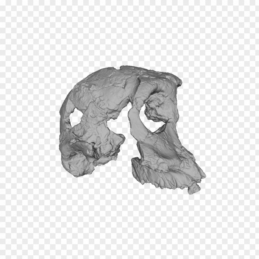 Antiquity Poster Material Mammal Jaw White H&M PNG