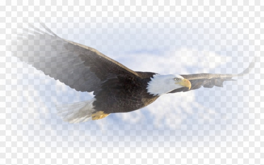 Ascension Day Jesus Christ Bald Eagle Desktop Wallpaper Bird Golden PNG