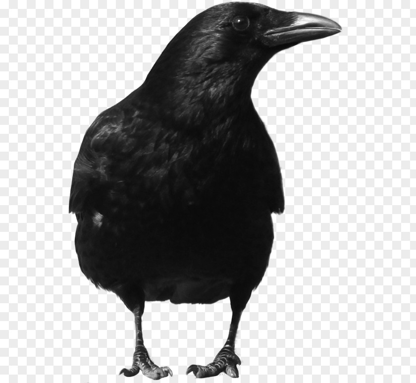 Black Night Nice Crow Clip Art Common Raven Rook PNG