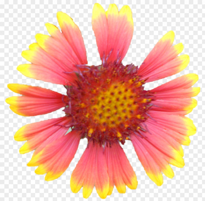 Chrysanthemum Blanket Flowers Cut Petal Wildflower PNG
