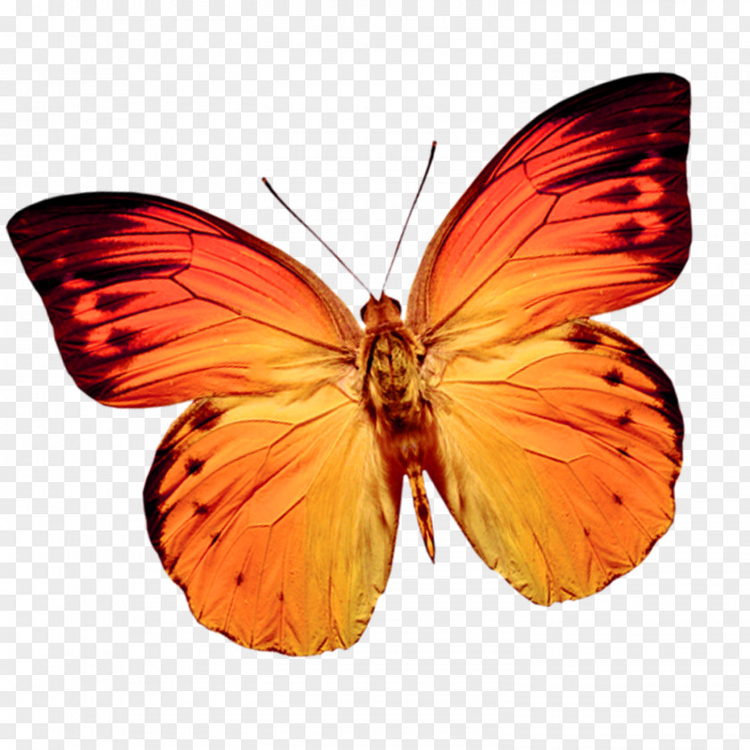 Colorful Butterfly Web Browser Clip Art PNG