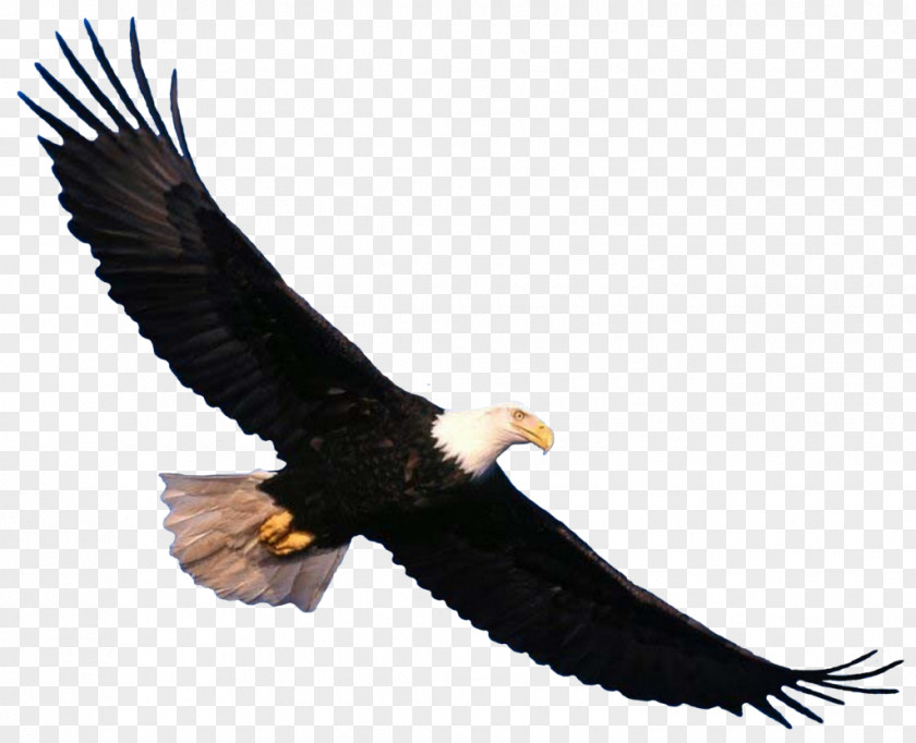 Eagle Bald Bird Clip Art PNG