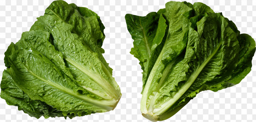 Green Salad Image Romaine Lettuce Mesclun Iceberg Caesar Wrap PNG