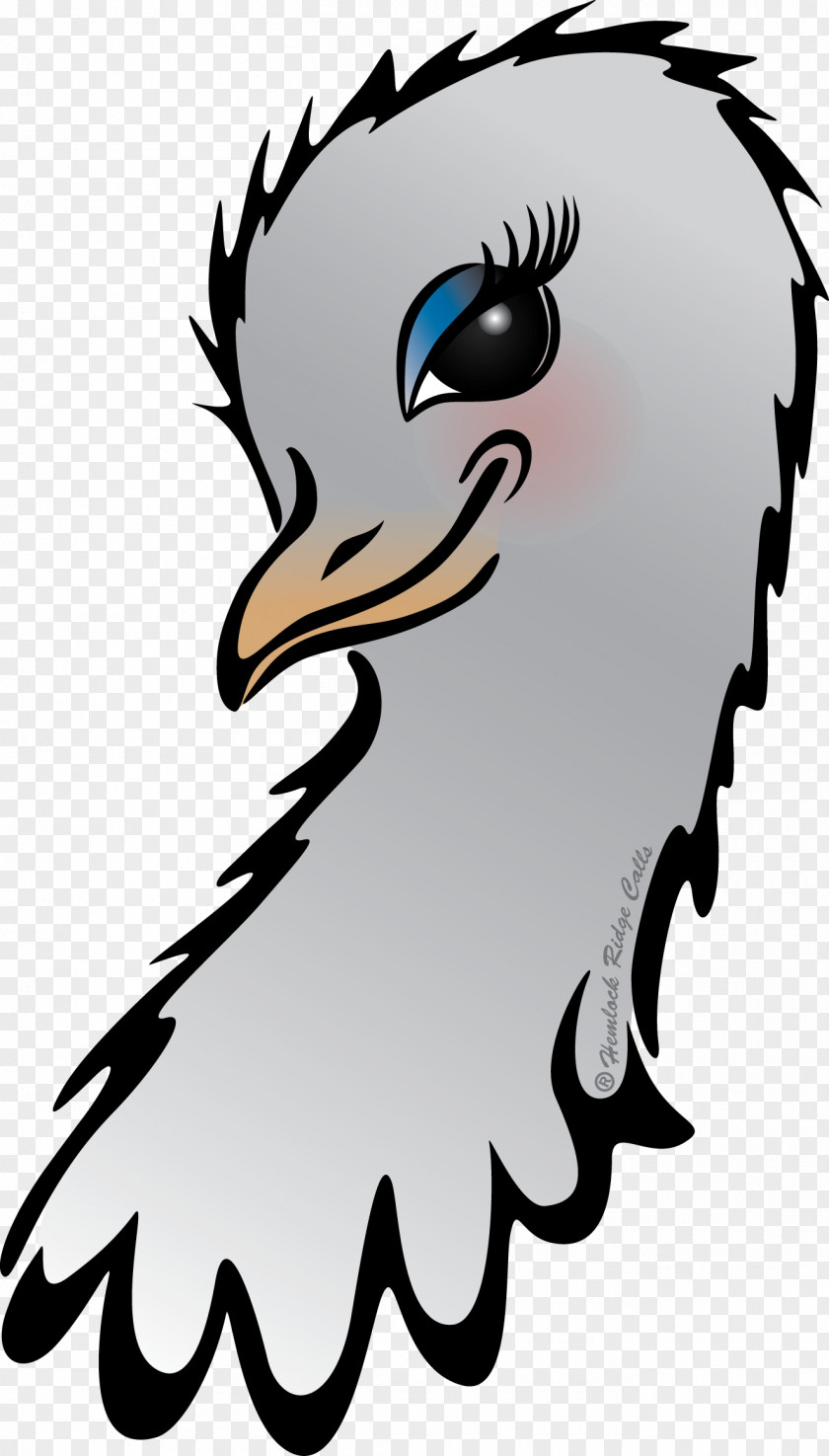 Bird Beak Of Prey Clip Art PNG