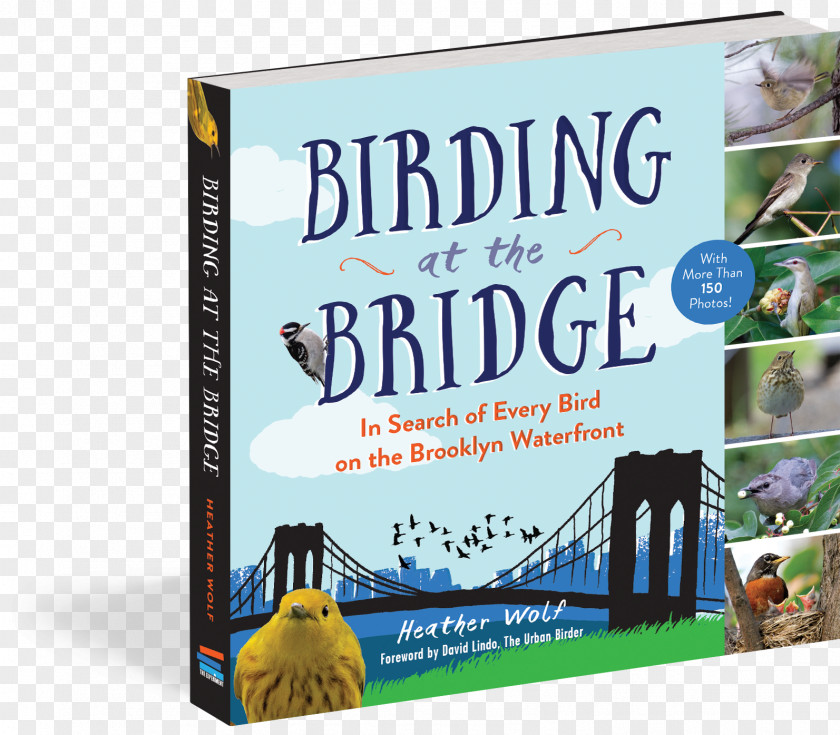Bird Birding At The Bridge: In Search Of Every On Brooklyn Waterfront Birdwatching Great Florida Trail How To Be An Urban Birder PNG
