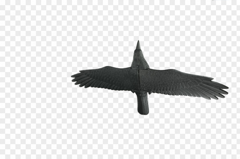 Bird Wing Common Raven Straszak Linarem PNG