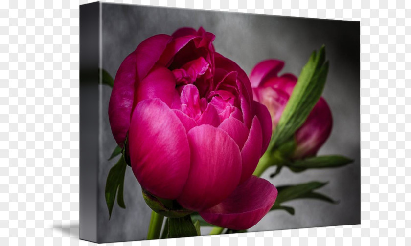 Exquisite Border Peony Beauty Studio Painting Art Cut Flowers PNG