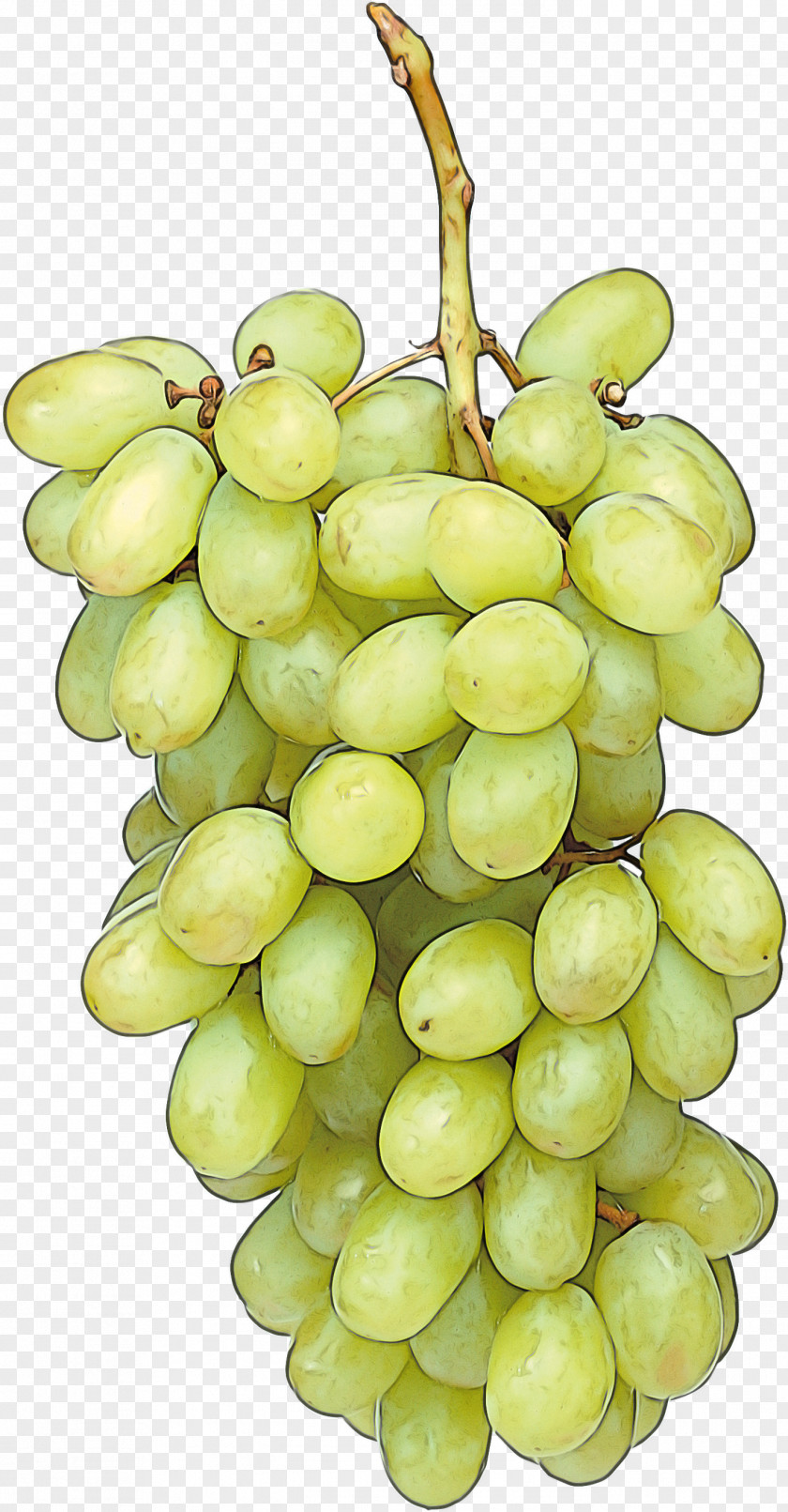 Flower Food Grape Seedless Fruit Sultana Plant PNG