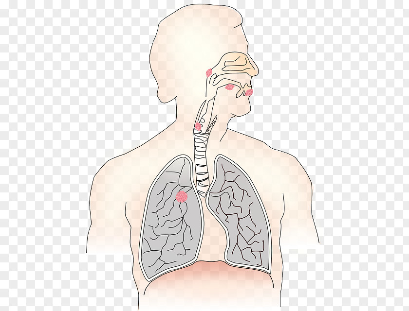 Nose Respiratory System Breathing Tract Lung Human Body PNG