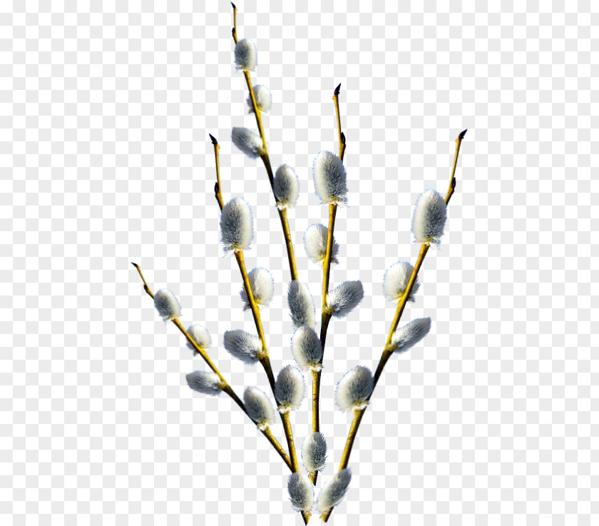 Palm Sunday 1 April Holiday Willow PNG