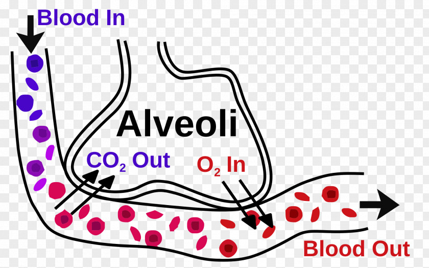 Blood Pulmonary Alveolus Gas Exchange Bronchiole Respiratory System PNG