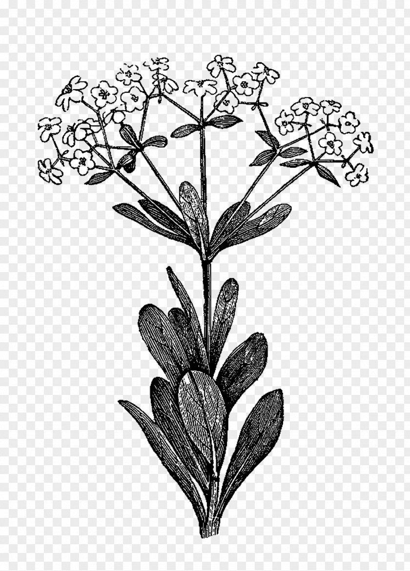 Botanical Illustration Drawing Clip Art Herb PNG