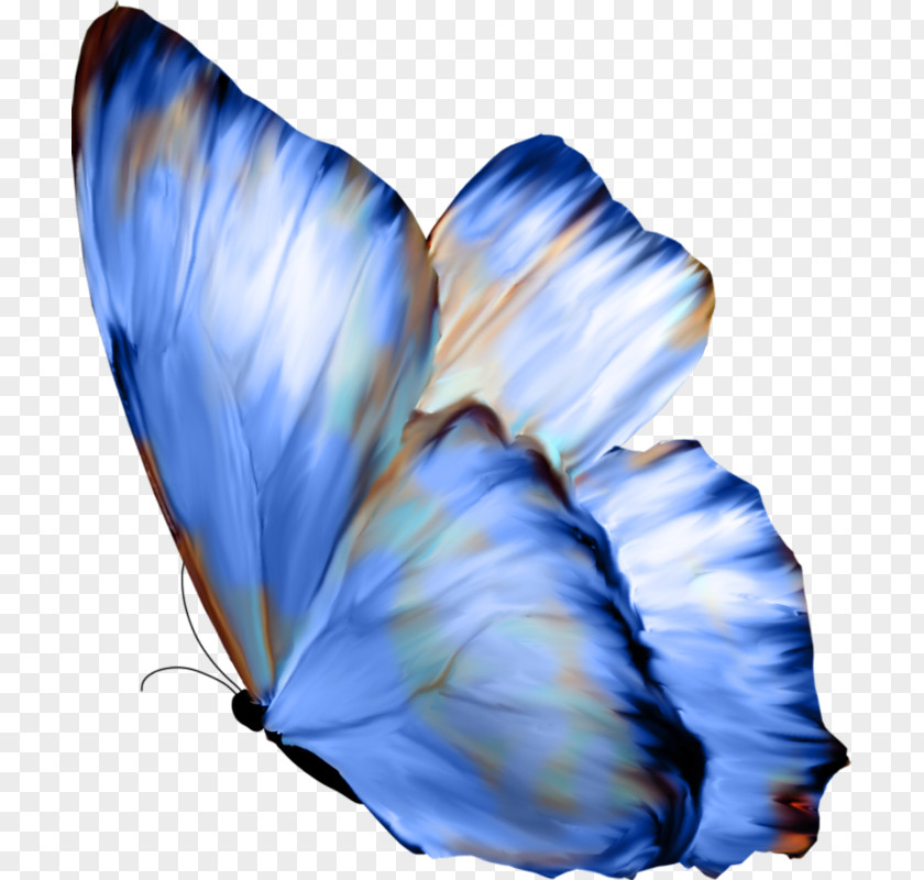 Butterfly Celastrina Ladon Mirror Paper PNG