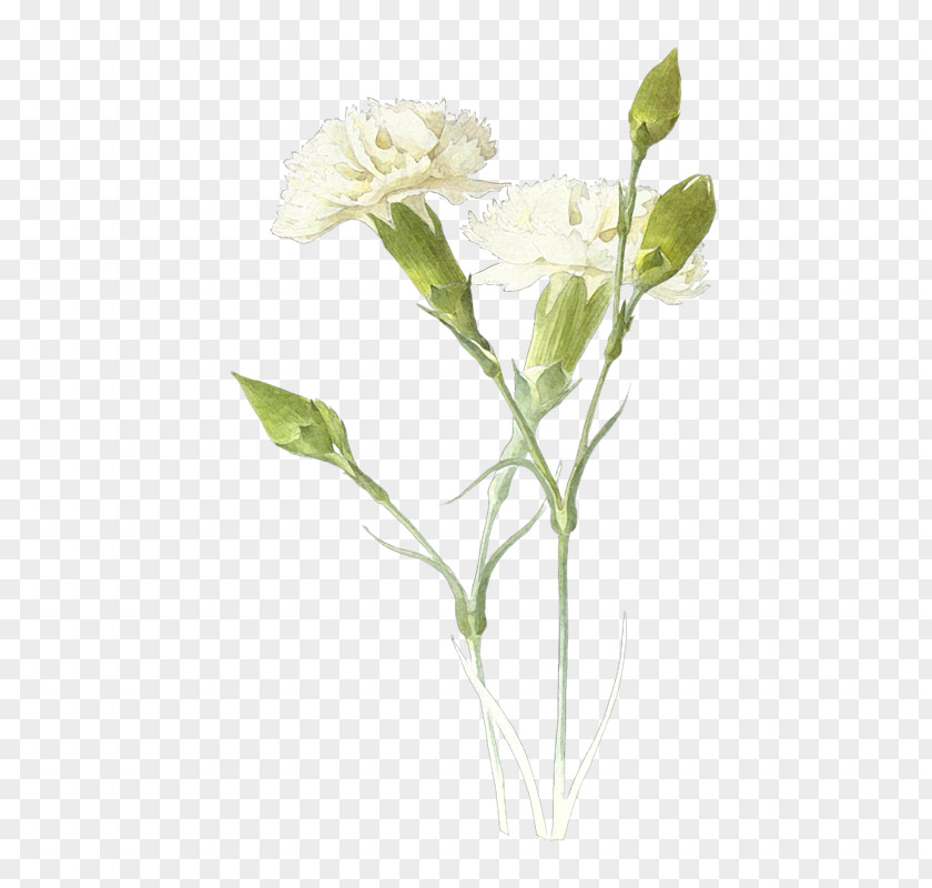 Carnation White Clip Art PNG