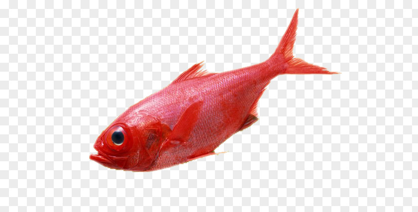 Marine Fish Carassius Auratus Deep Sea Red PNG