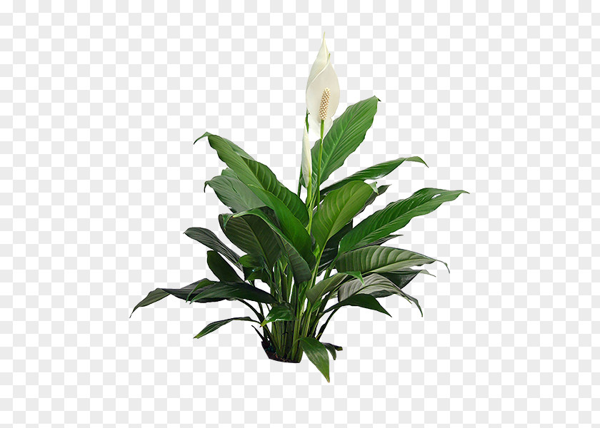 Plants Spathiphyllum Wallisii Houseplant Guzmania Indoor PNG