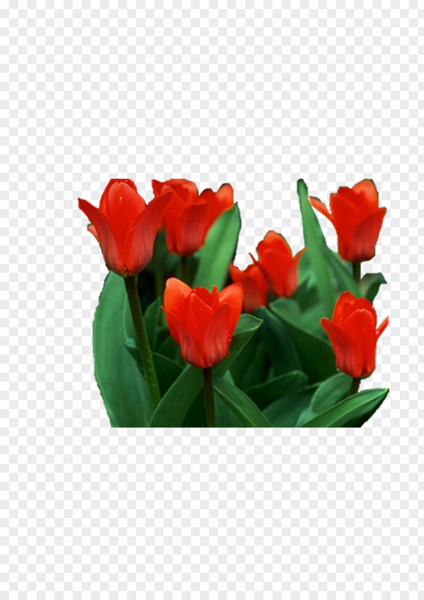 Tulip Flower Cut Flowers PNG
