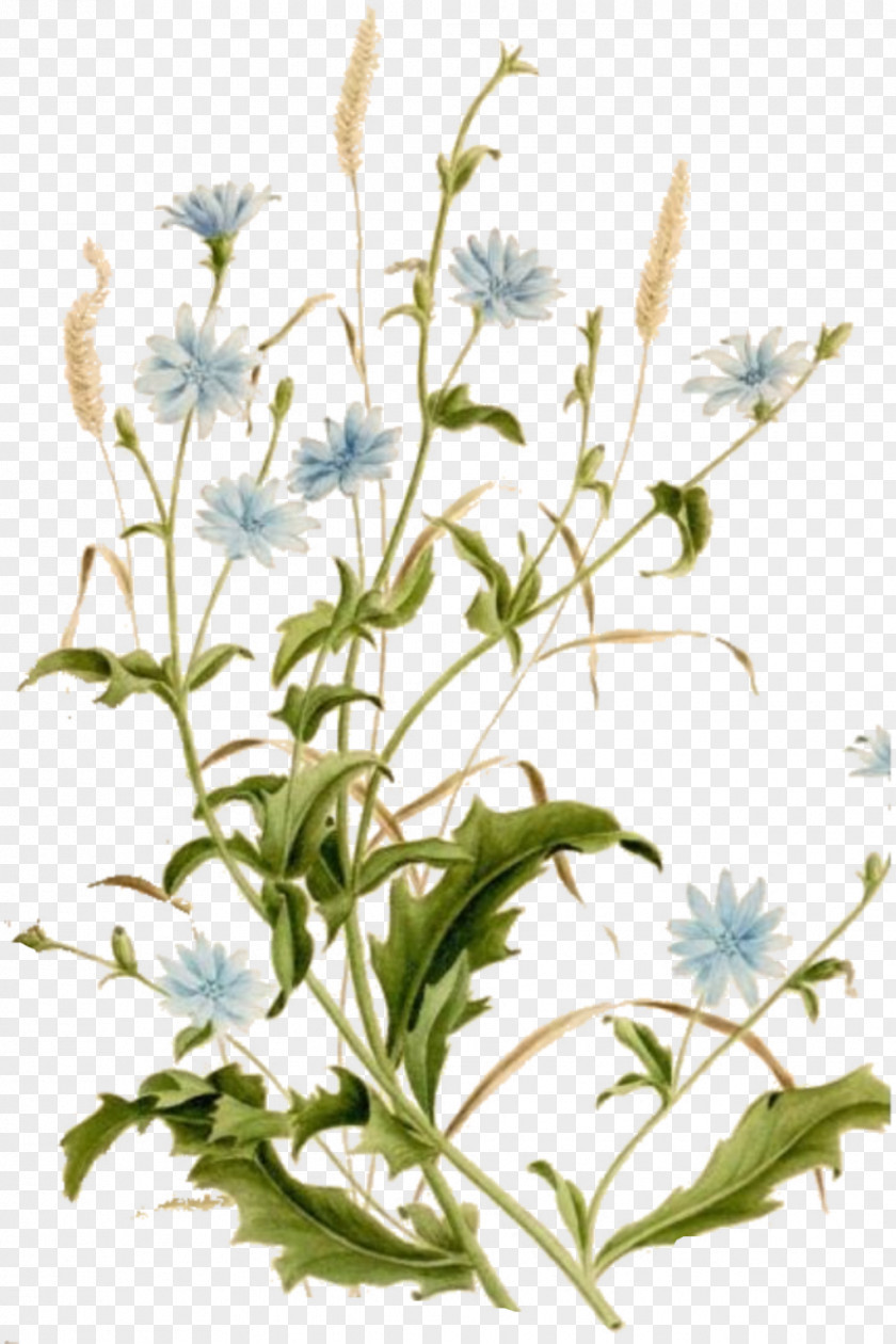 Botany Leaves Chicory Common Daisy Botanical Illustration Plant PNG