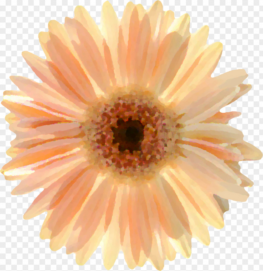 Chrysanthemum Transvaal Daisy Close-up PNG