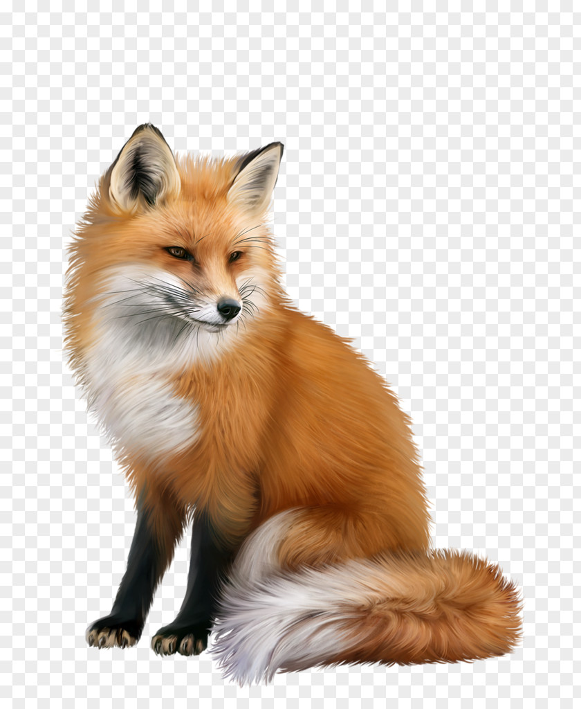 Fox Red Animal PNG