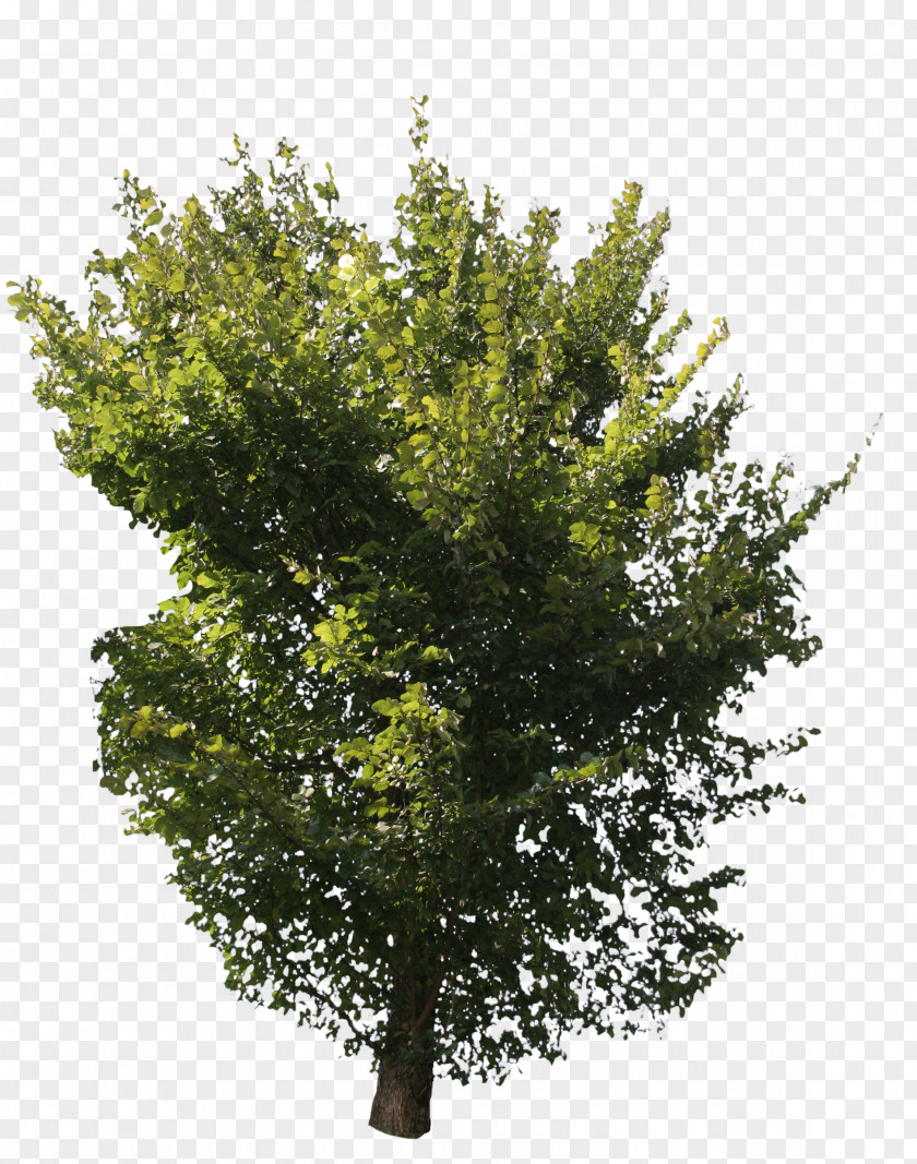 Green Tree Askur English Oak Eucalyptus Globulus Lindens PNG