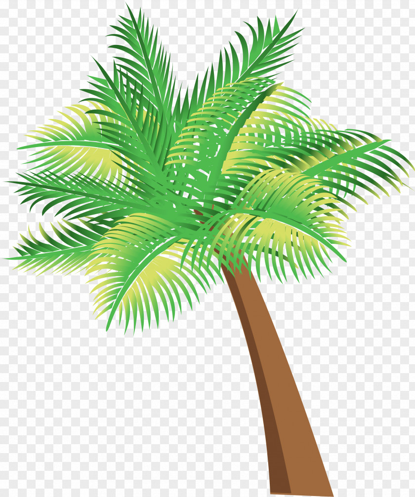 Palm Tree Arecaceae Las Palmas Coconut Oil PNG