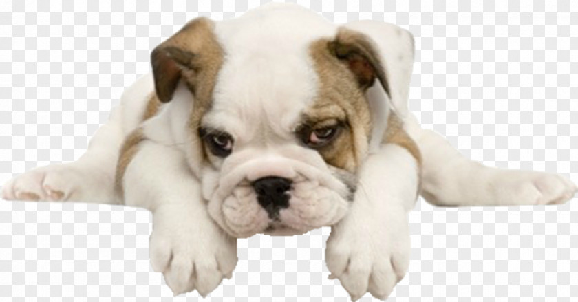 Puppy Bulldog Maltese Dog Pug Yorkshire Terrier PNG