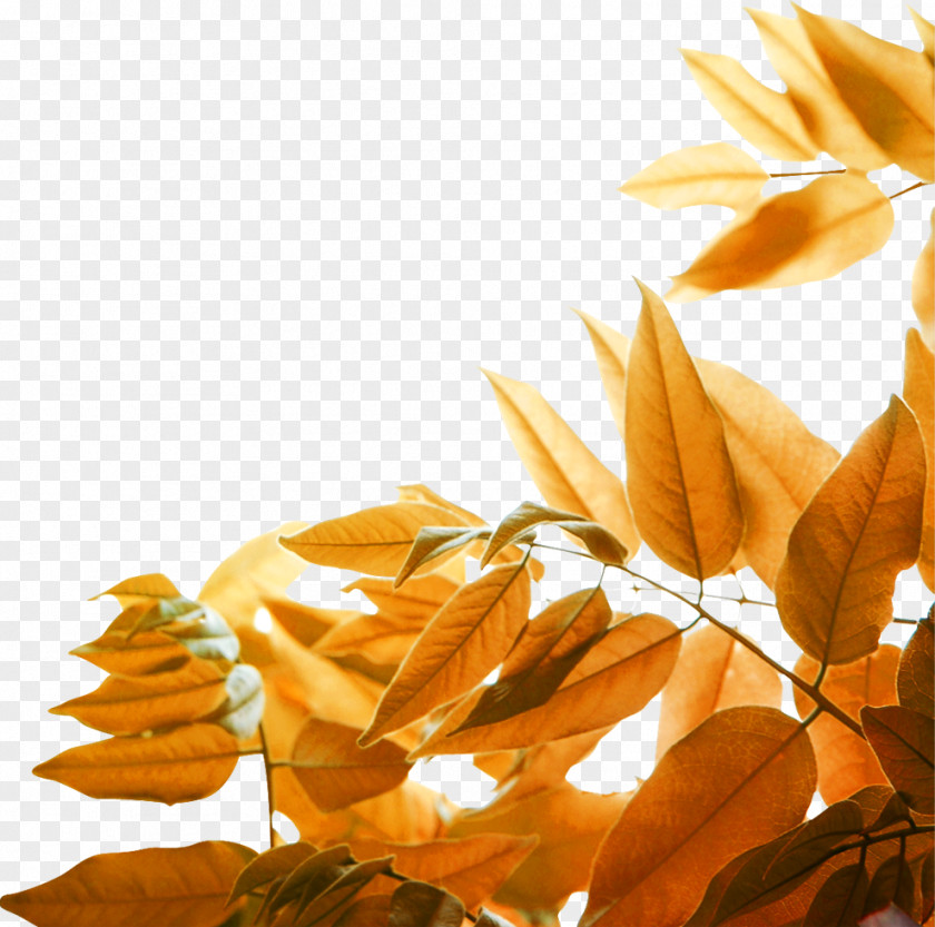 Yellow Autumn Leaves Leaf Wallpaper PNG