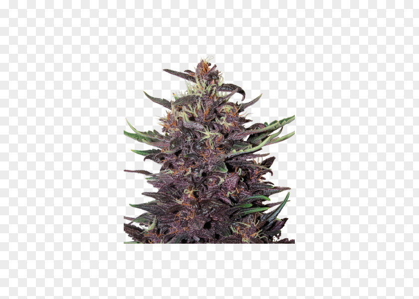 Cannabis Kush Autoflowering Seed Bank Skunk PNG