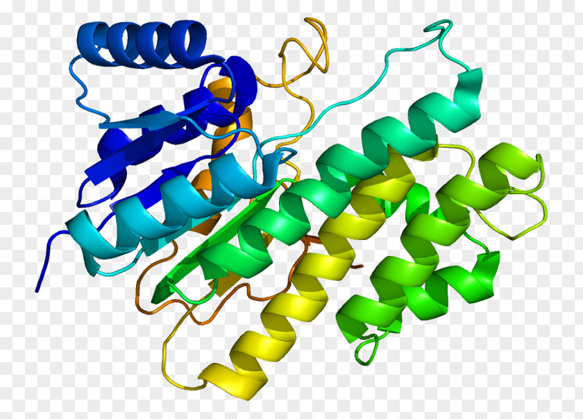 CBR1 Carbonyl Reductase Protein Gene PNG