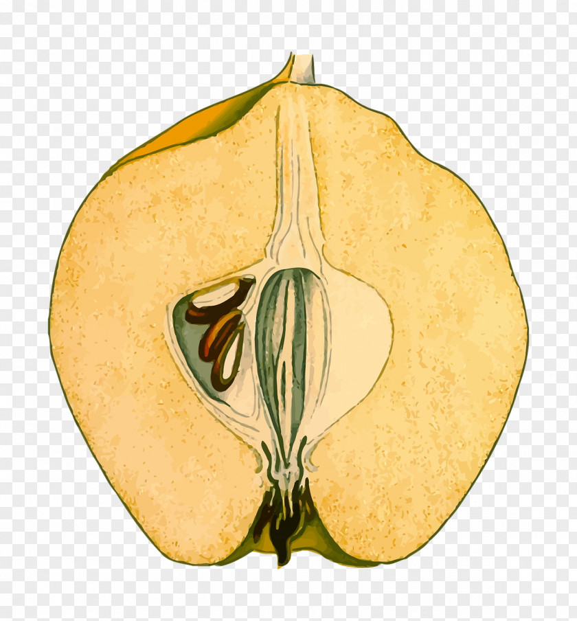 Plant Cucurbita Fruit Quince Pseudocydonia PNG