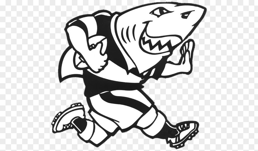 Sharks Clip Art Bulls Rugby Union KwaZulu-Natal PNG