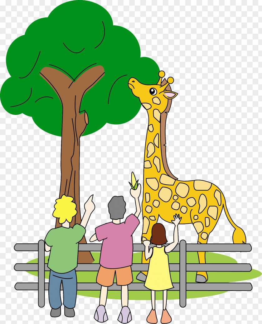 Zoo Giraffe Terrestrial Animal Wildlife Mammal PNG