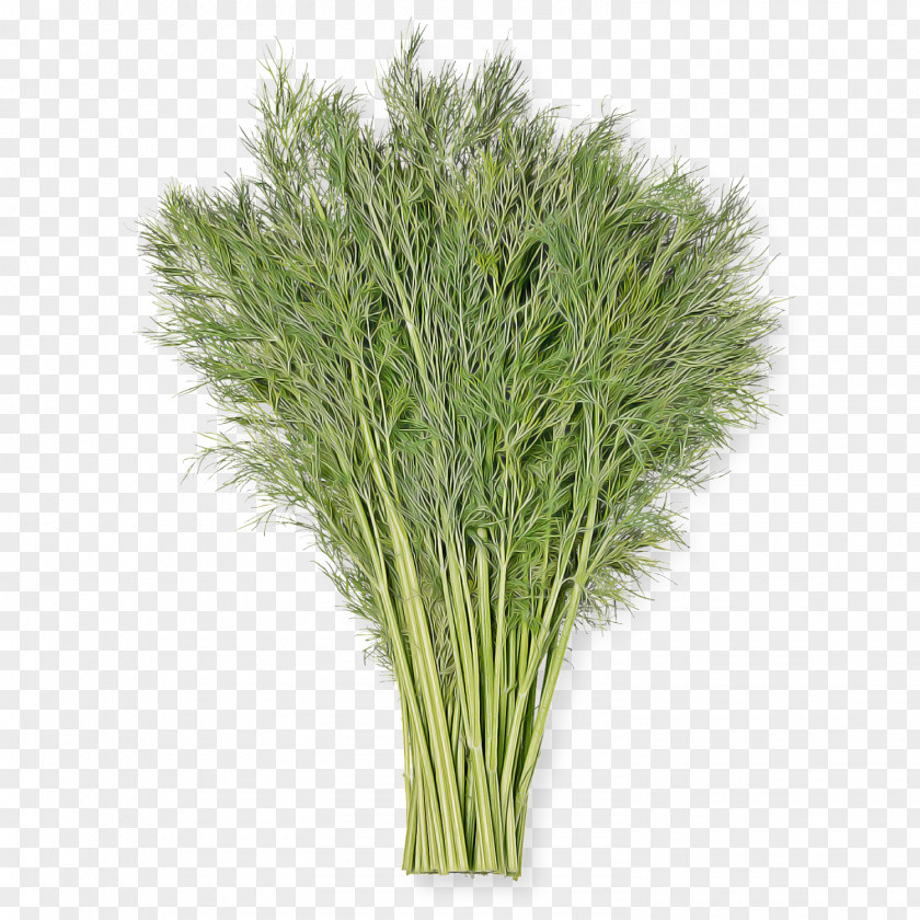 Grass Plant Family Flower Herb PNG