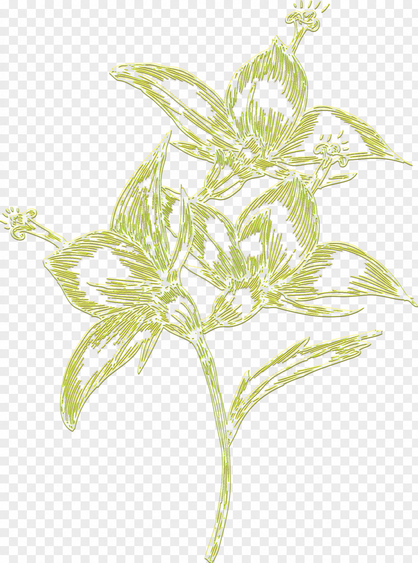 Leaf Plant Stem Flower Herb Branching PNG