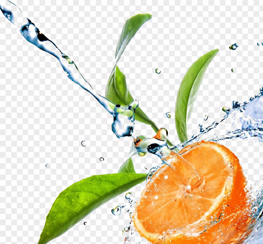 Orange Stock Photography Leaf Drop Water Green PNG