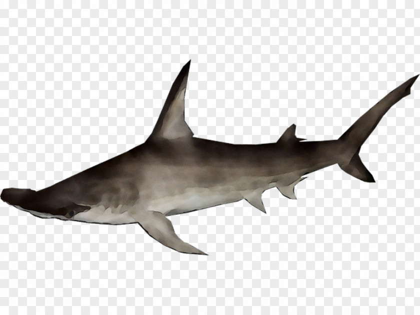 Requiem Sharks Rough-toothed Dolphin Fauna Marine Biology PNG