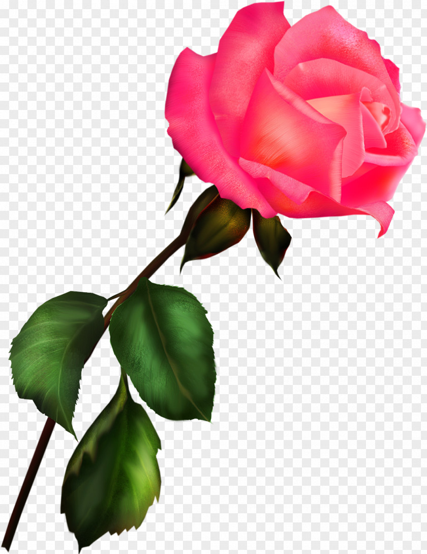 Thumbtack Garden Roses Blue Rose Clip Art PNG