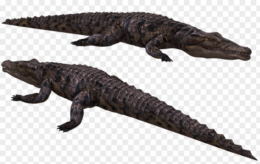 Crocodile Crocodiles American Alligator Nile PNG