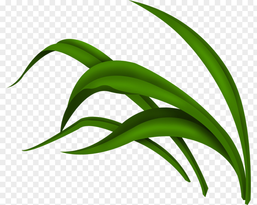 Green Grass Download Clip Art PNG