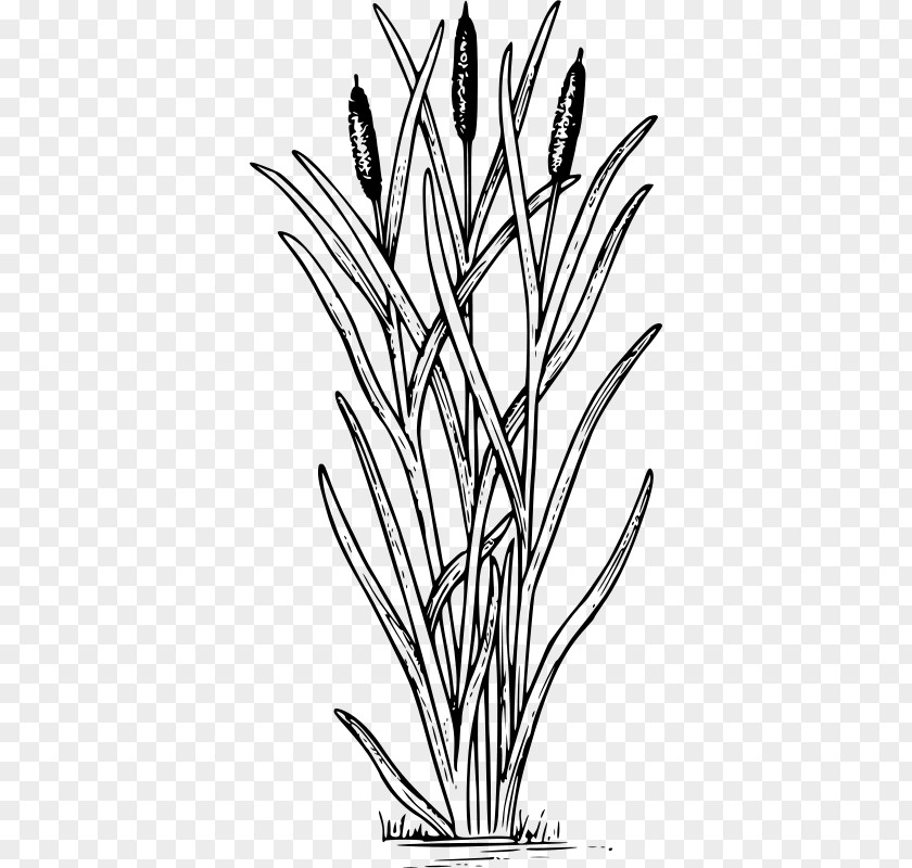 Cattail Drawing Swamp Clip Art PNG