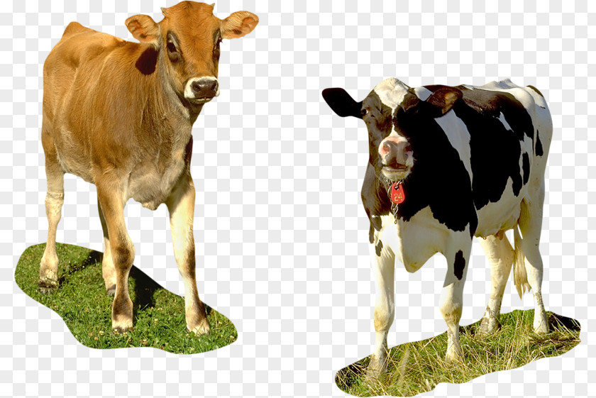 Cow Calf Taurine Cattle Holstein Friesian Brown Swiss PNG