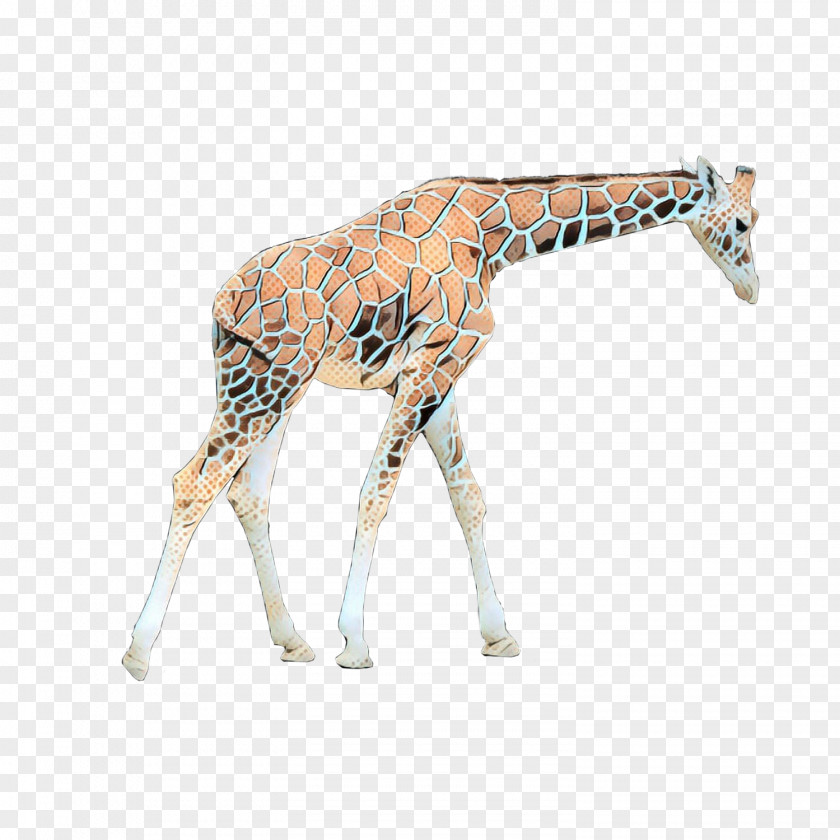 Northern Giraffe Image Desktop Wallpaper PNG