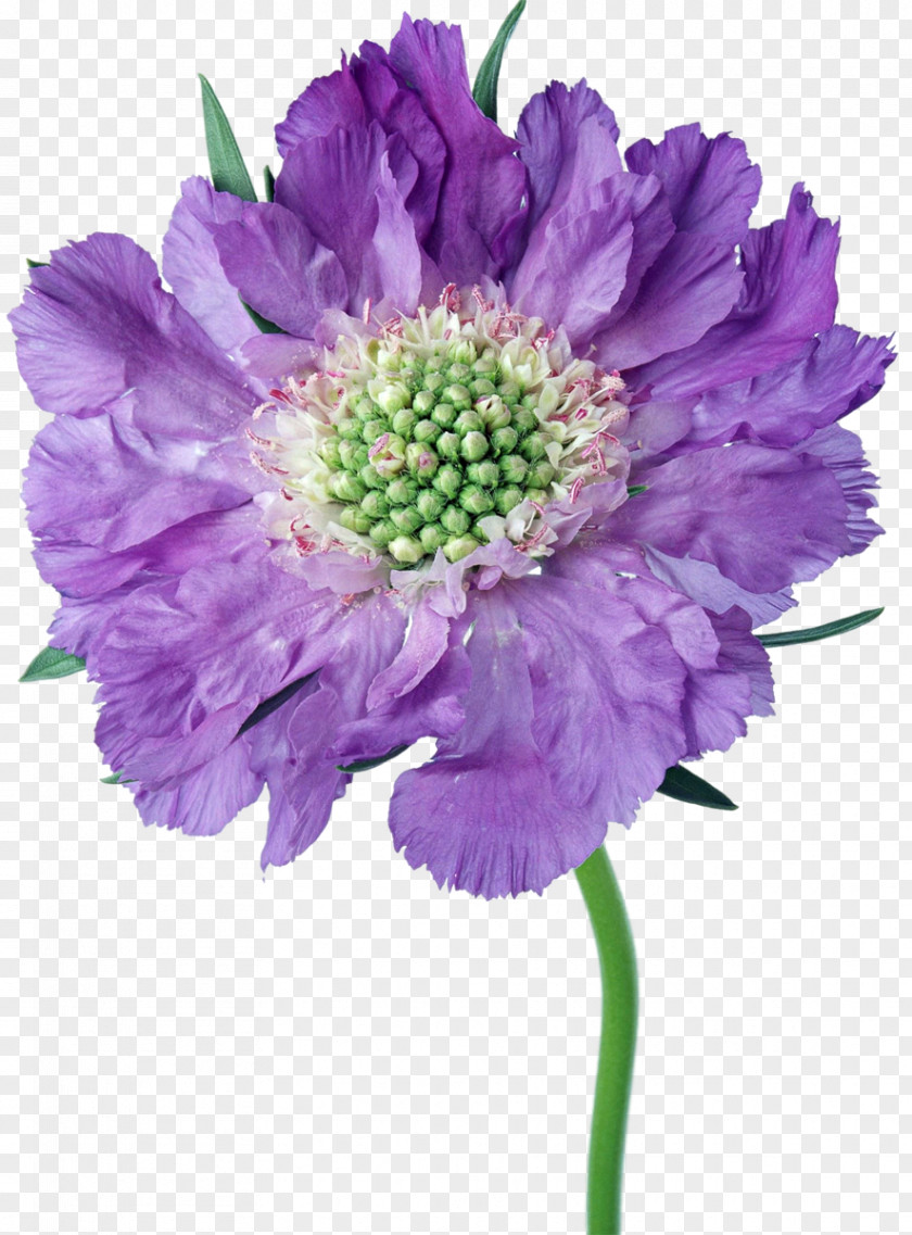 Purple Flowers Cut Aster Daisy Family Chrysanthemum PNG