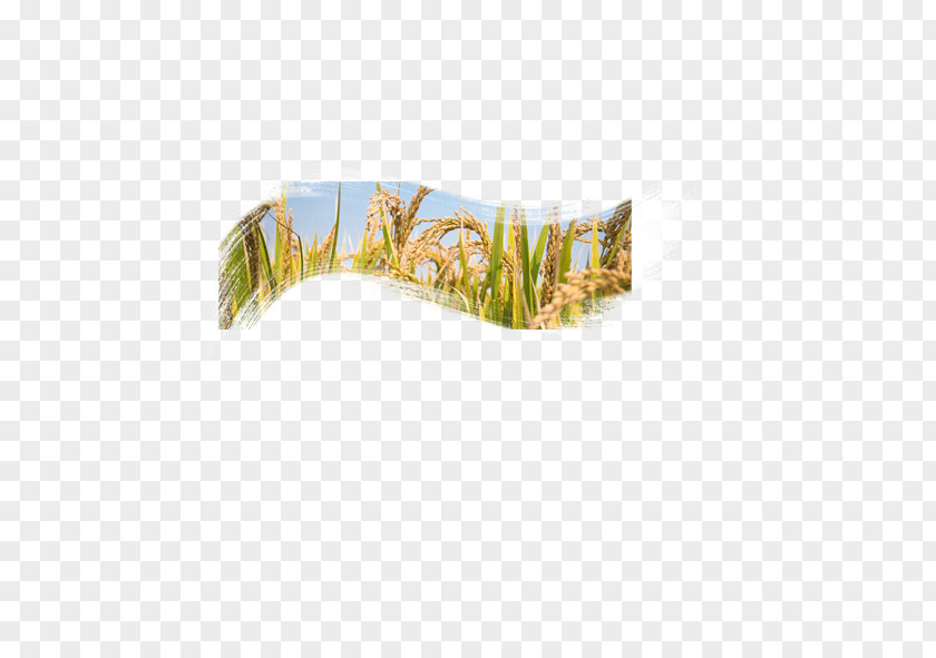 Ripe Wheat Download Clip Art PNG