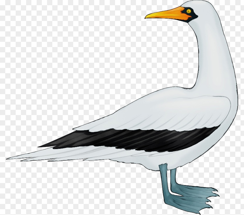 Suliformes European Herring Gull Bird Beak Seabird PNG