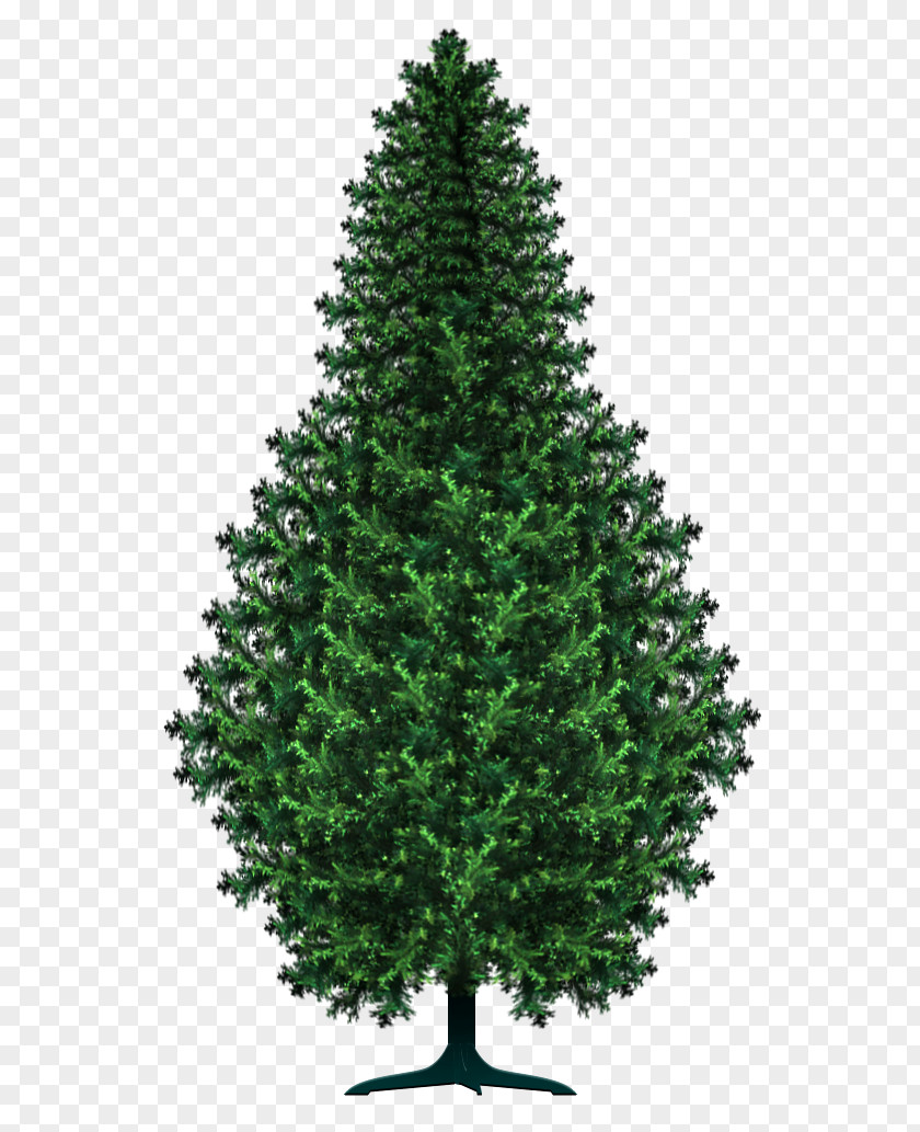 Tree Spruce Pine Christmas Art PNG