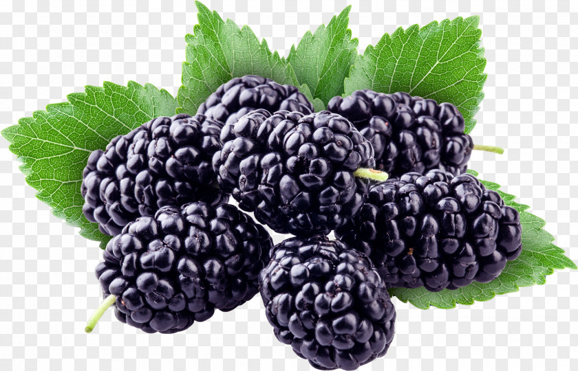 Berries Boysenberry Stock Photography Red Mulberry Stock.xchng PNG