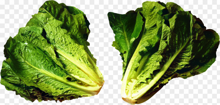 Iceburg Lettuce Kale Vegetable Cartoon PNG